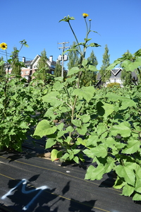 plantside