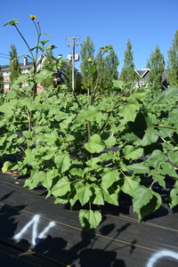 plantside