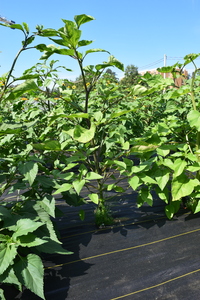 plantside