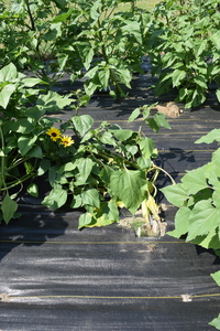 plantside
