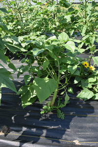 plantside