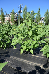 plantside