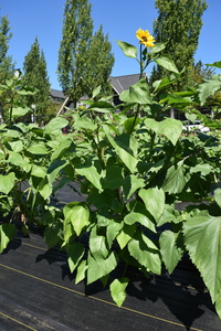 plantside