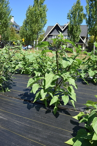 plantside