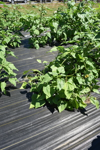 plantside