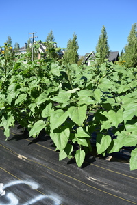 plantside