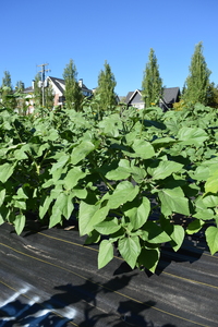 plantside