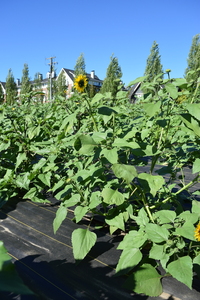 plantside