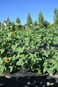 plantside