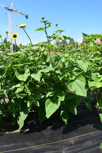 plantside