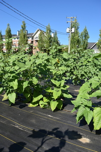 plantside
