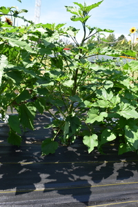 plantside