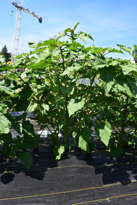 plantside