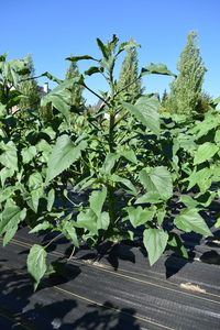 plantside