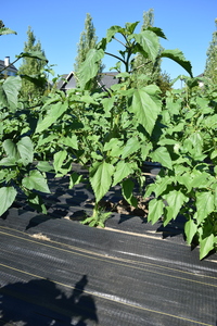 plantside
