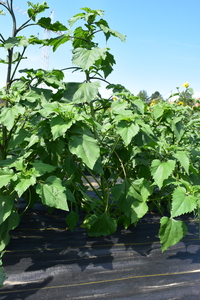 plantside