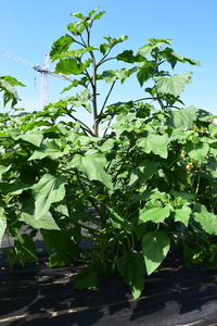 plantside