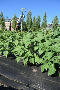 plantside