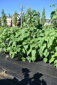 plantside