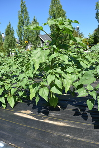 plantside