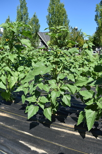 plantside