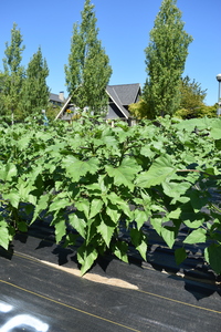 plantside