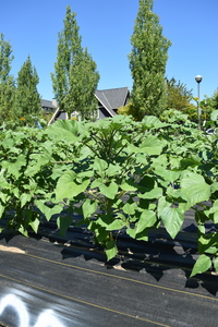 plantside