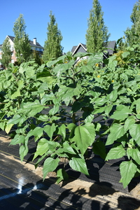 plantside