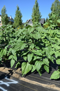 plantside
