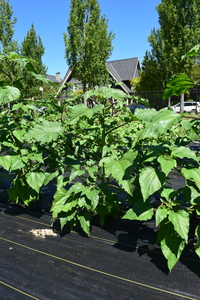 plantside