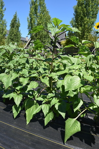 plantside