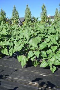 plantside