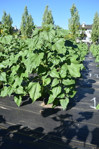 plantside