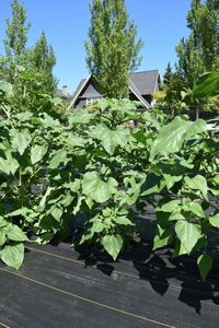 plantside