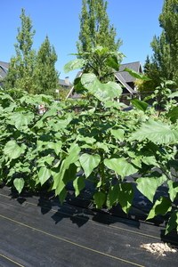plantside