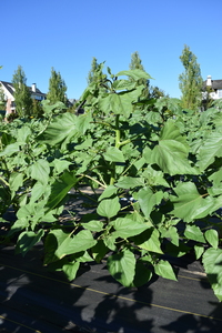 plantside