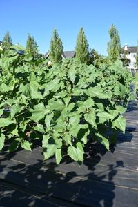 plantside
