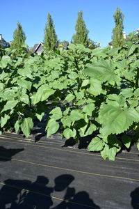 plantside