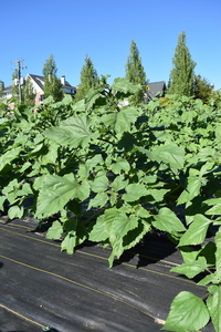 plantside