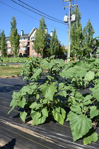plantside
