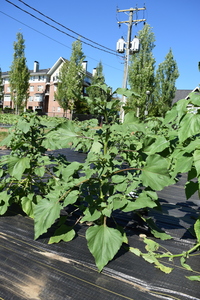 plantside