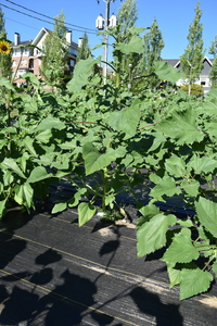 plantside
