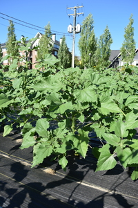 plantside