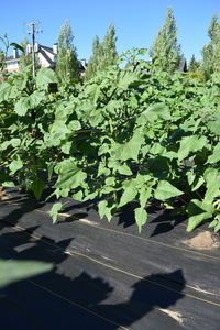 plantside