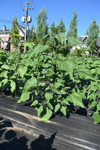 plantside