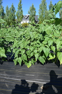 plantside