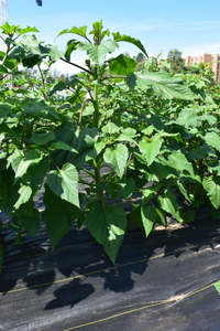 plantside