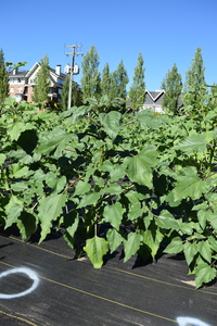 plantside