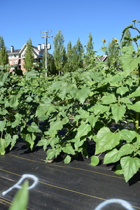plantside