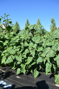 plantside